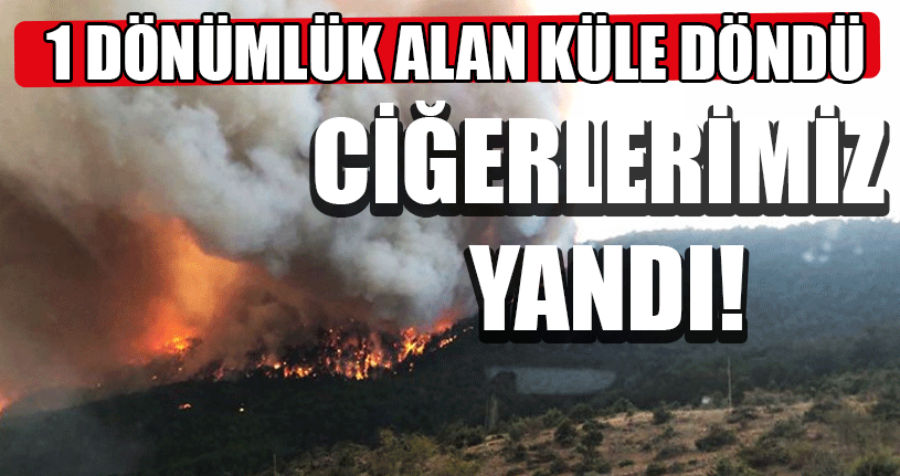 Düzce’de Orman Yangınları Arttı