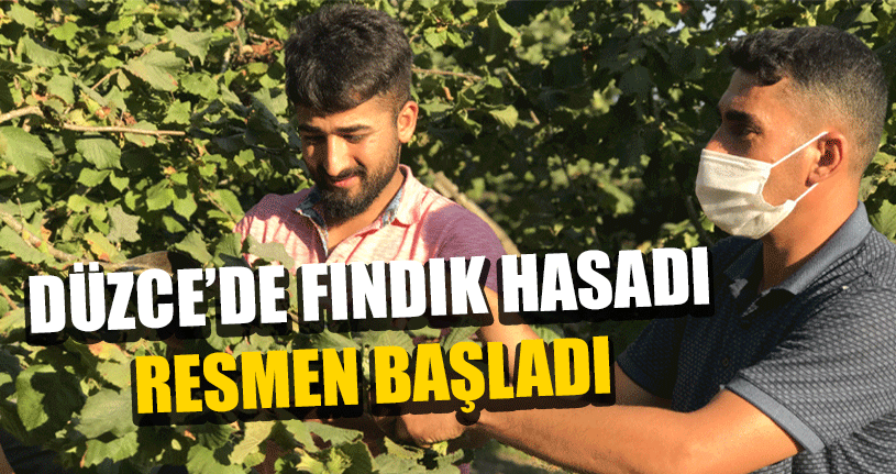 Üreticiler Yeşil Altın İçin Tarlalara İndi