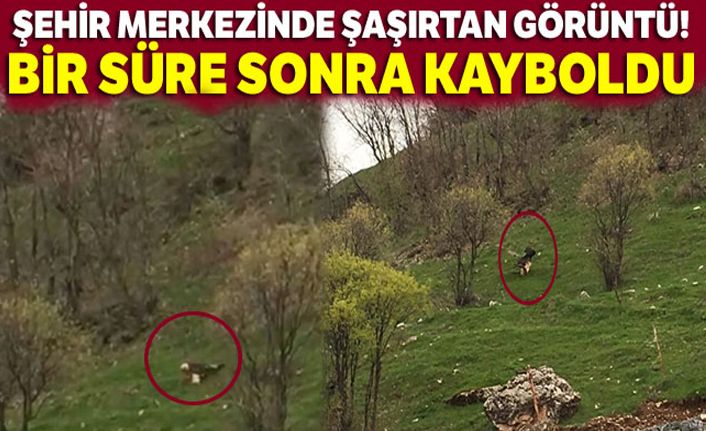 Akbaşlı Kartal Görüldü