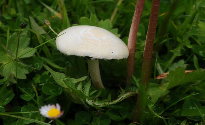 Mantar zehirlenmelerine dikkat