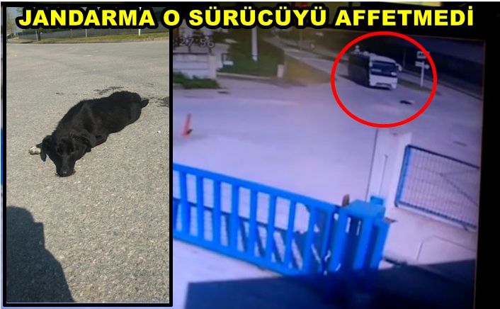Yürekleri sızlatan sürücü gözaltında