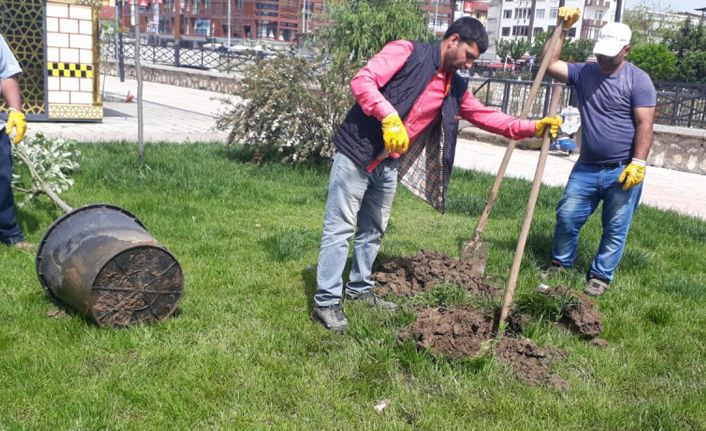 Park Mis Gibi Kokacak