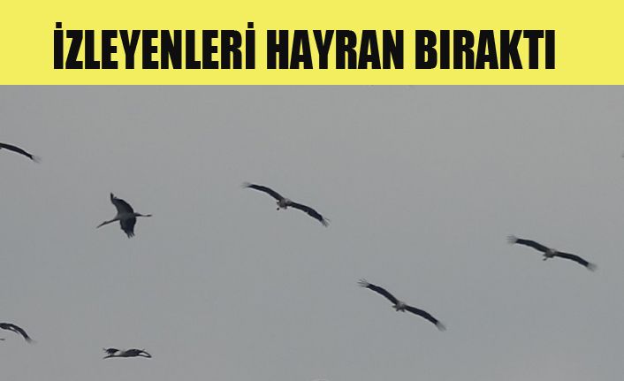 Leyleklerin dansı hayran bıraktı