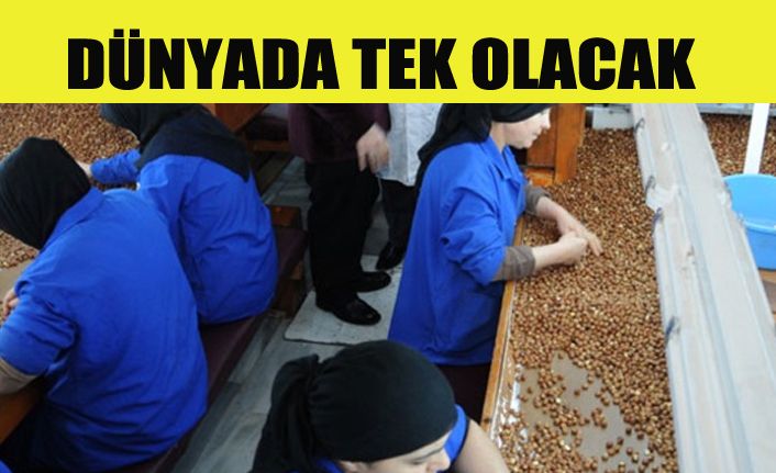 İlk Organik Fındık Fabrikası Açılıyor