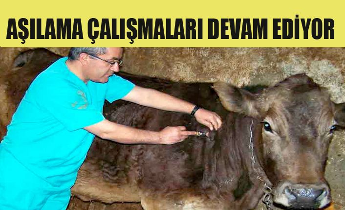 Köy köy hayvanlar aşılandı