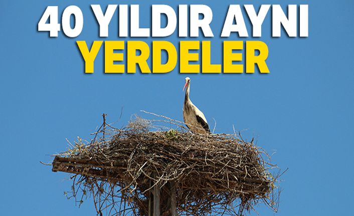 40 yıldır aynı elektrik direğinde konaklıyorlar