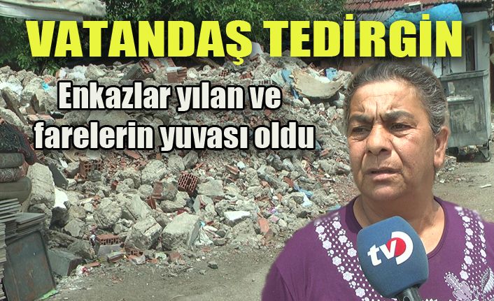 Çamköy’ü yılanlar bastı