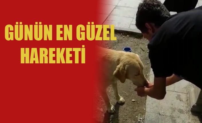 Sokak köpeğine elleriyle su verdi