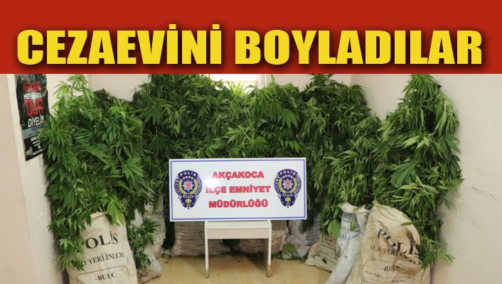 Akçakoca’da polisten kenevir operasyonu