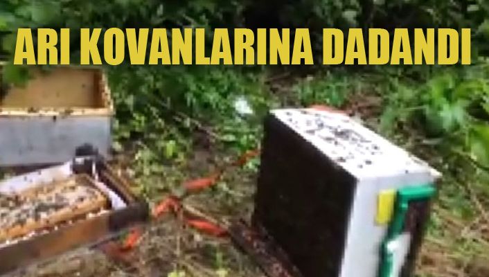 Aç kalan ayı arı kovanlarına saldırdı