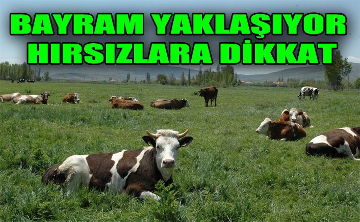 Hırsızlar kurbanlıklara dadandı