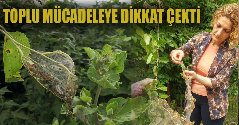 Fındık üreticisine Amerikan Beyaz Kelebeği uyarısı