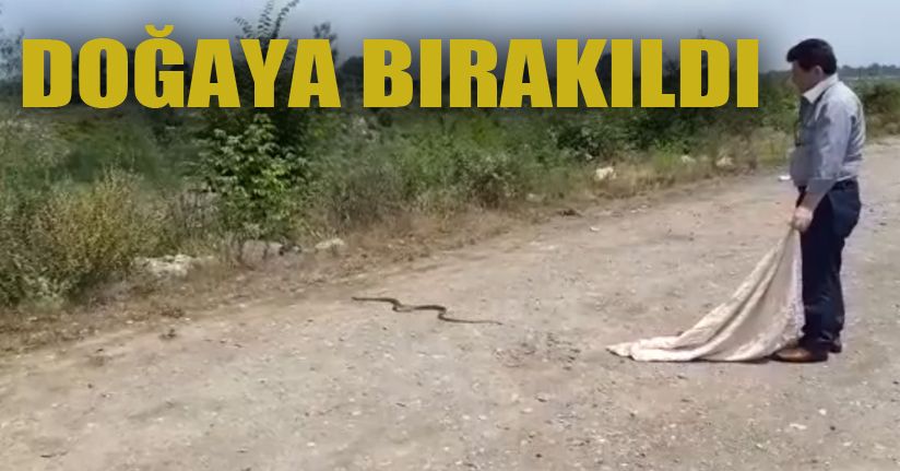 Evde yakalanan yılan doğaya salındı