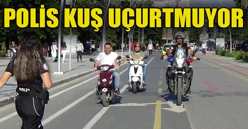 Kaçan sürücüleri, yunuslar getirdi