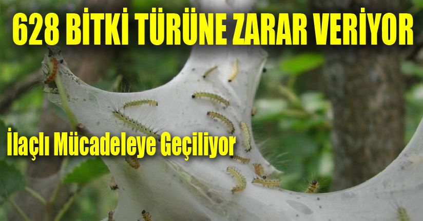 Valilikten Amerikan Beyaz Kelebeği uyarısı