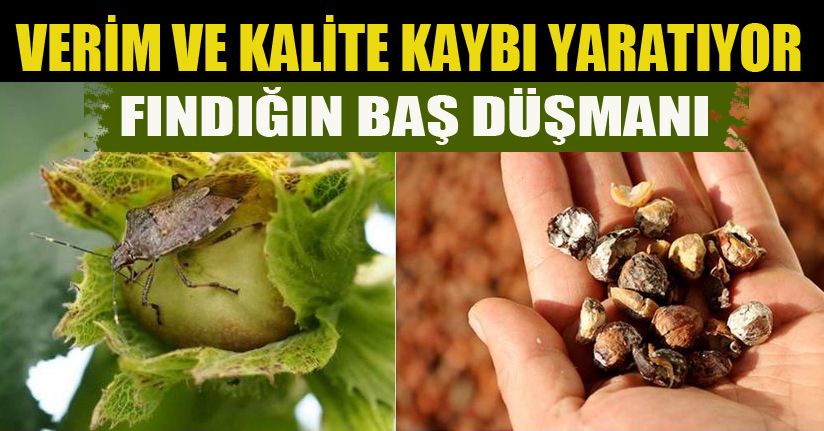 Fındık İhracatçılarından “kahverengi kokarca” ile mücadeleye destek sürüyor