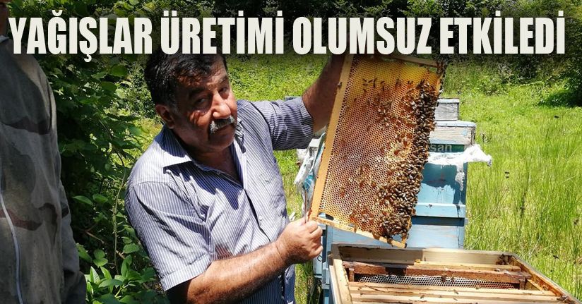 Kestane Balı hasadı başladı