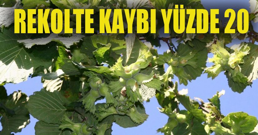 Fındık üreticisinin umudu TMO