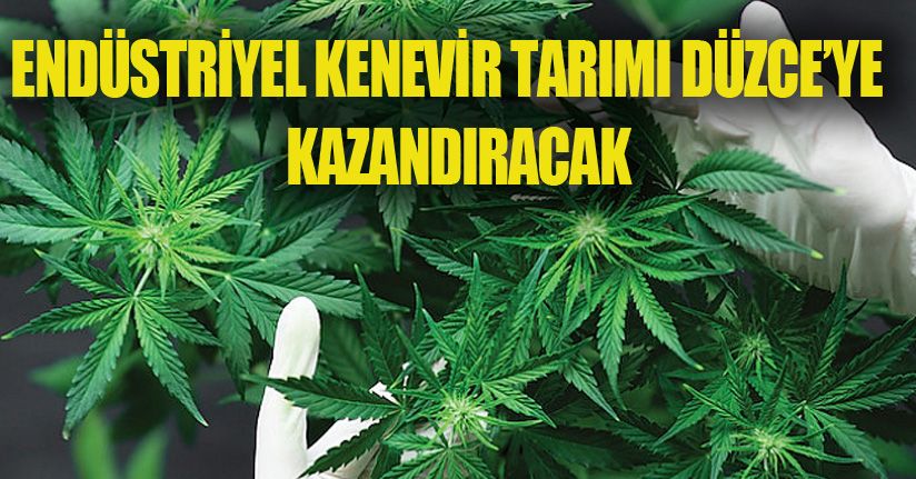 Düzce'de Kenevir Üretimi Artacak