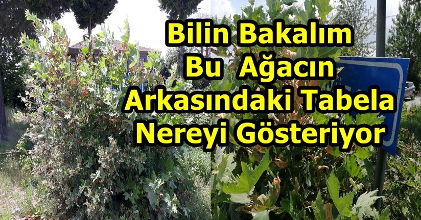 Şehirde Yabancı İseniz Yandınız