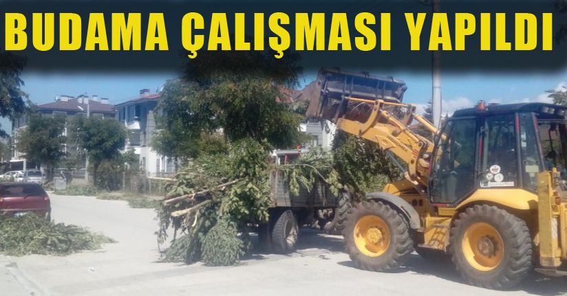 Ağaç Budama Çalışması Yapıldı