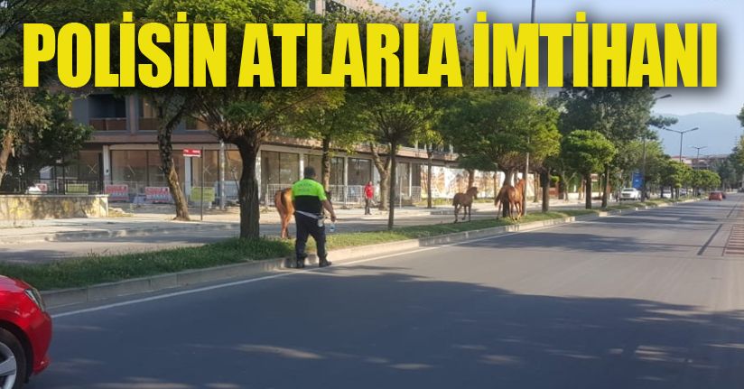 Düzce sokakları hayvan barınağı gibi