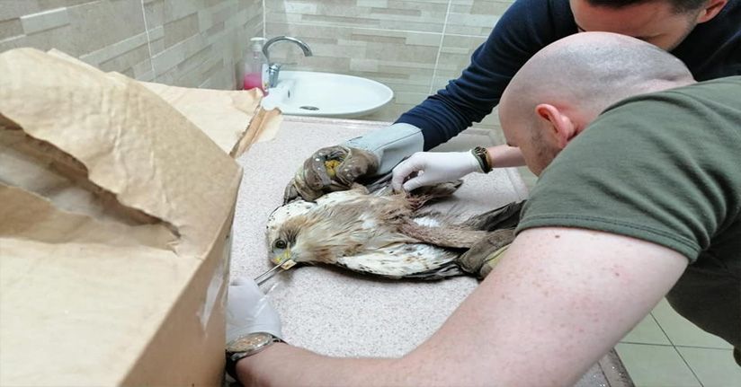 Vücuduna saçma isabet eden yaralı kuş tedavi altına alındı