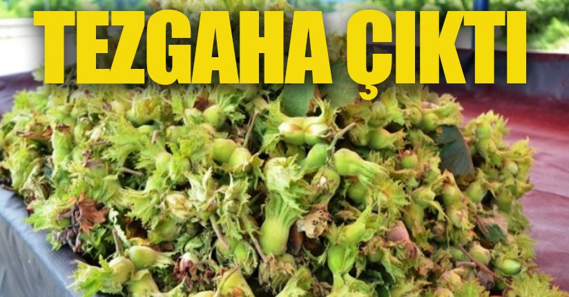 Yaş fındık tezgahlarda