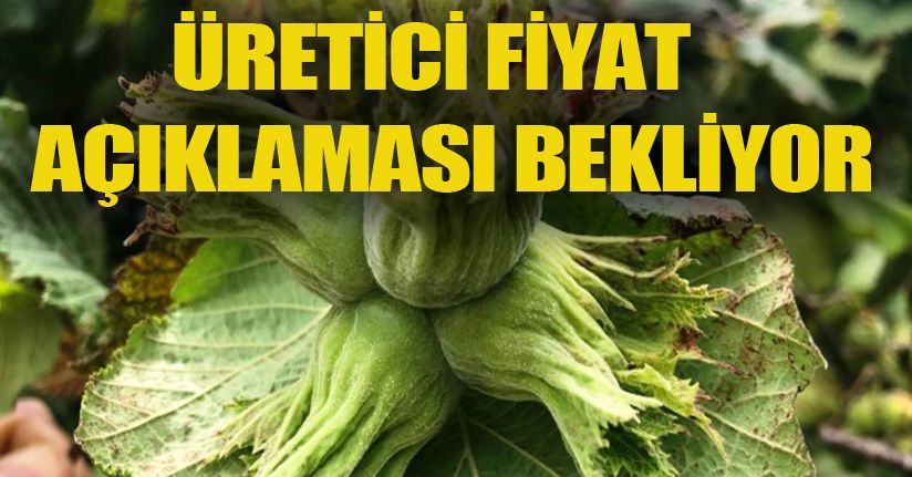 Fındık üreticisinin fiyatı beklentisi 20 TL