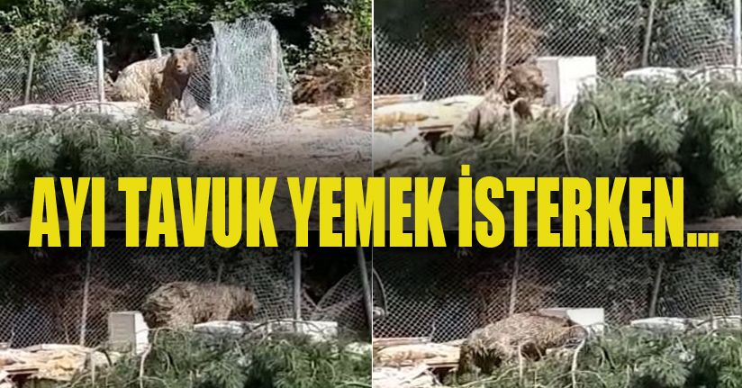 Foseptik çukuruna düşen ayıyı itfaiye kurtardı