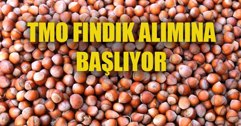 TMO Fındık Alım Tarihini Açıkladı