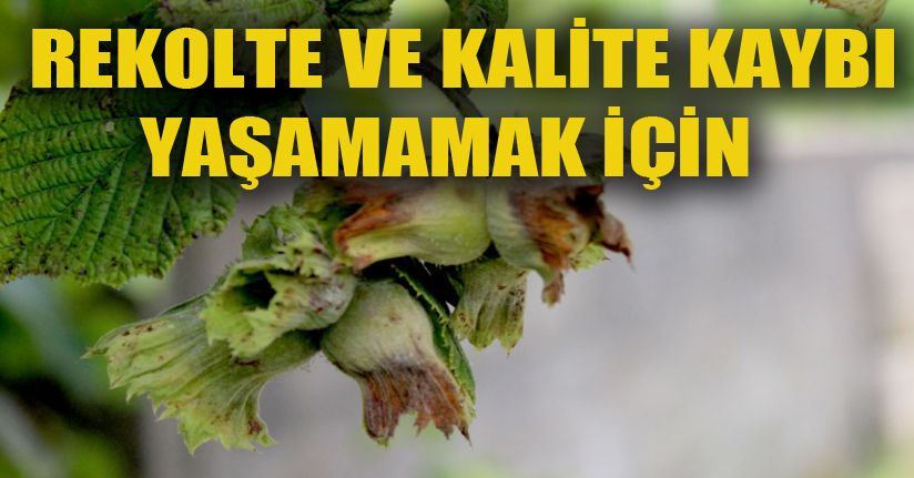 Düzce’de fındık hasadı tarihleri belirlendi