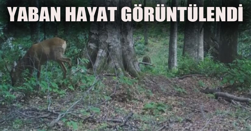 Yaban Hayat Foto Kapanla Görüntülendi