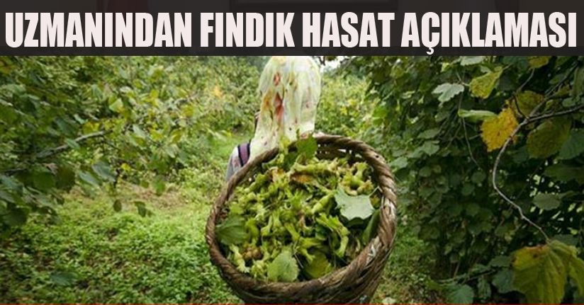 Düzce’de Fındık Hasat Tarihleri Belli Oldu!