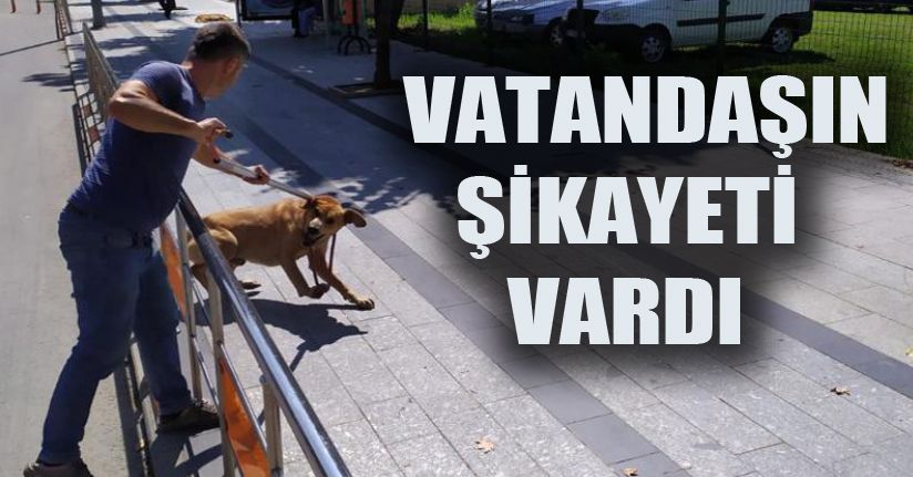 870 Köpek Toplandı
