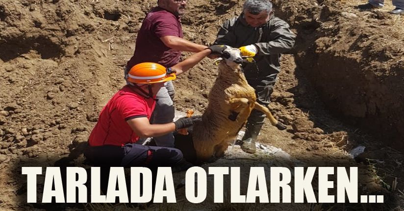 Tarlada otlayan keçi ve koyun kanalizasyona düştü