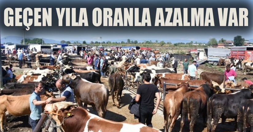 Düzce’deki hayvan sayısı 77 bin 731
