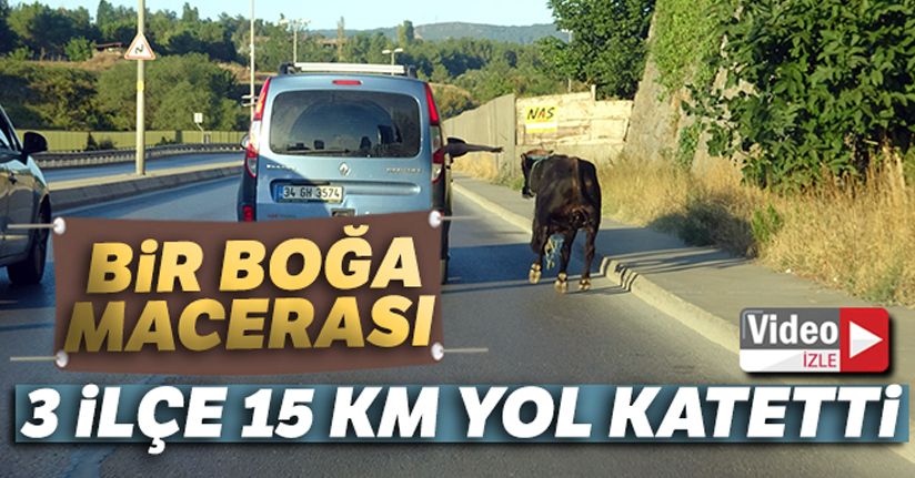 E-5 karayolunda kaçan boğayı yakalamak için ekipler seferber oldu