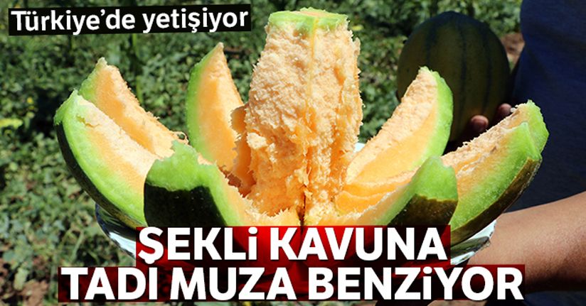 Yozgat'ta yetişiyor, şekli kavuna tadı muza benziyor