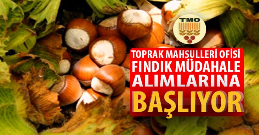 TMO fındık üreticisine alımlar için bugün randevu vermeye başlıyor