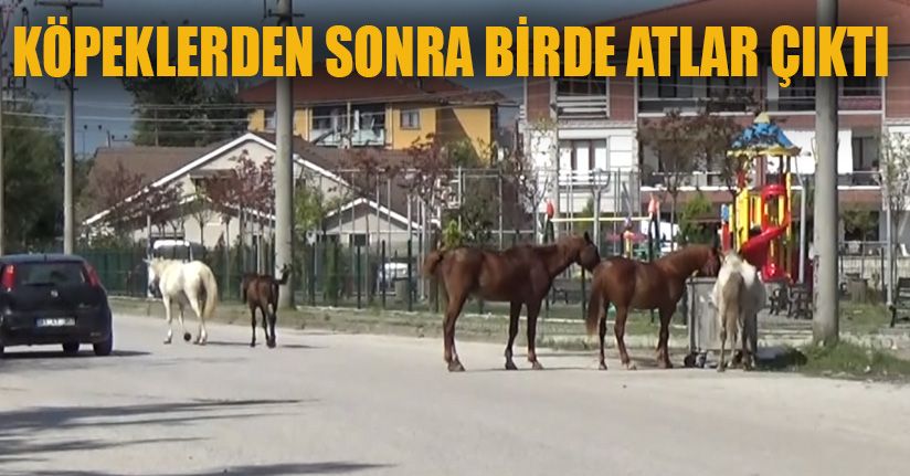 Başıboş Atlar Mahalleyi Mesken Tuttu