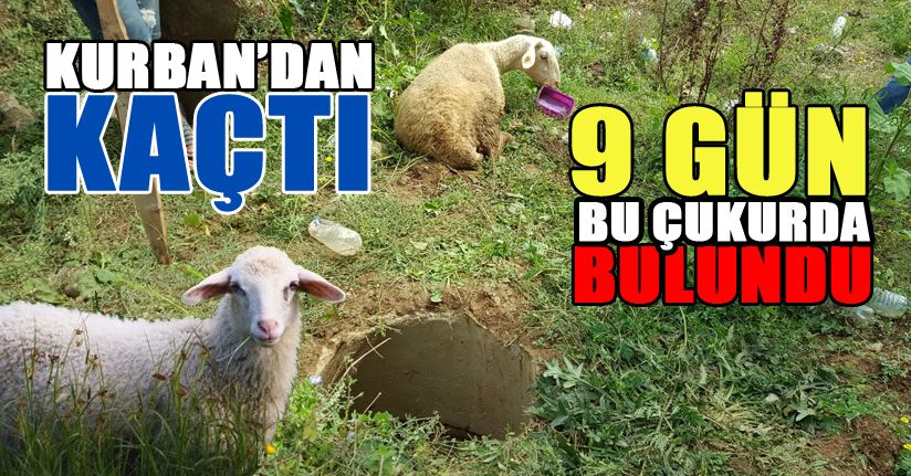 Kurbandan kaçan kuzu 9 gün sonra bulundu