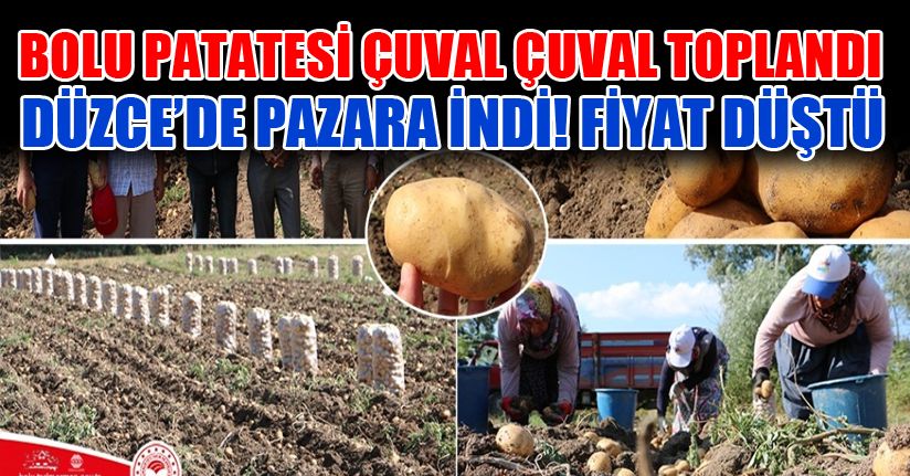 Bolu Patatesi fiyatları aşağıya çekti