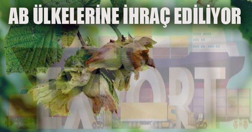 Avrupa’ya yedi ayda 4 bin 540 ton iç fındık ihraç edildi