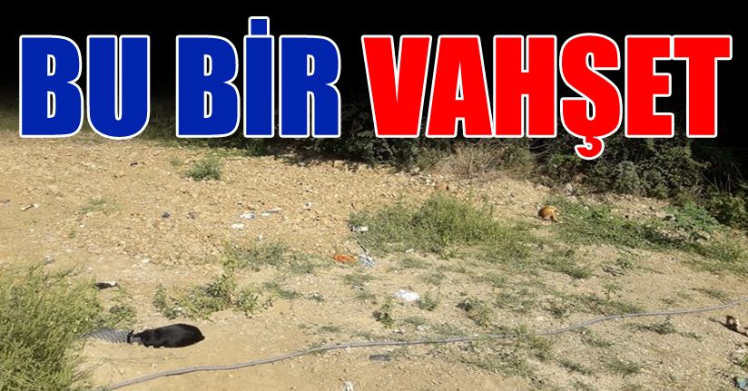 Vicdanınız kurusun