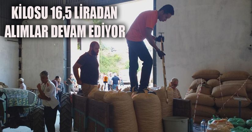 Akçakoca’da TMO Fındık Alımlarına Devam Ediyor
