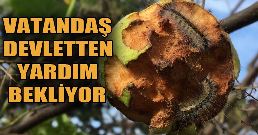 Paşalar köyünde Amerikan beyaz kelebeği istilası