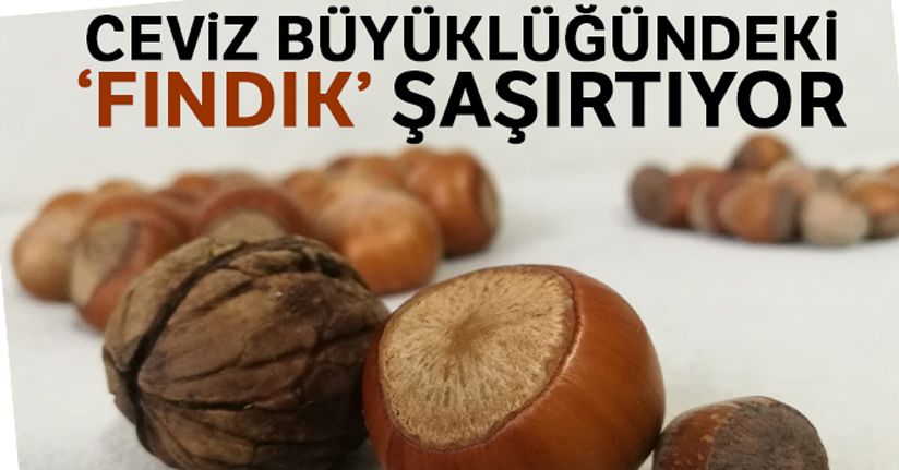 Ceviz büyüklüğündeki ‘fındık' şaşırtıyor