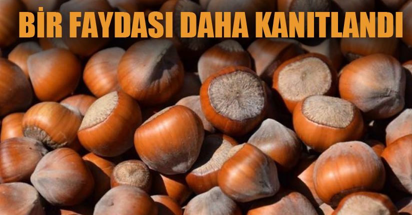 Fındık yaraları da iyileştiriyor