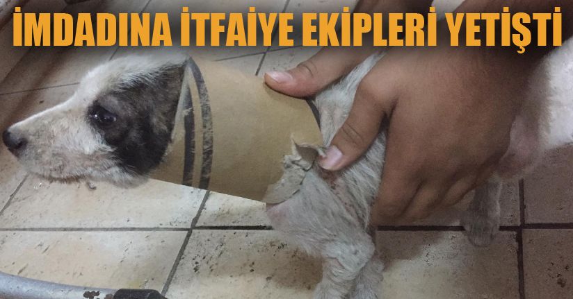 Yaramaz köpeği itfaiye ekipleri kurtardı
